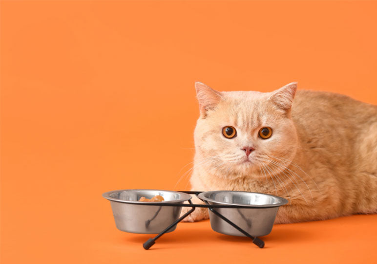 Neo Pet