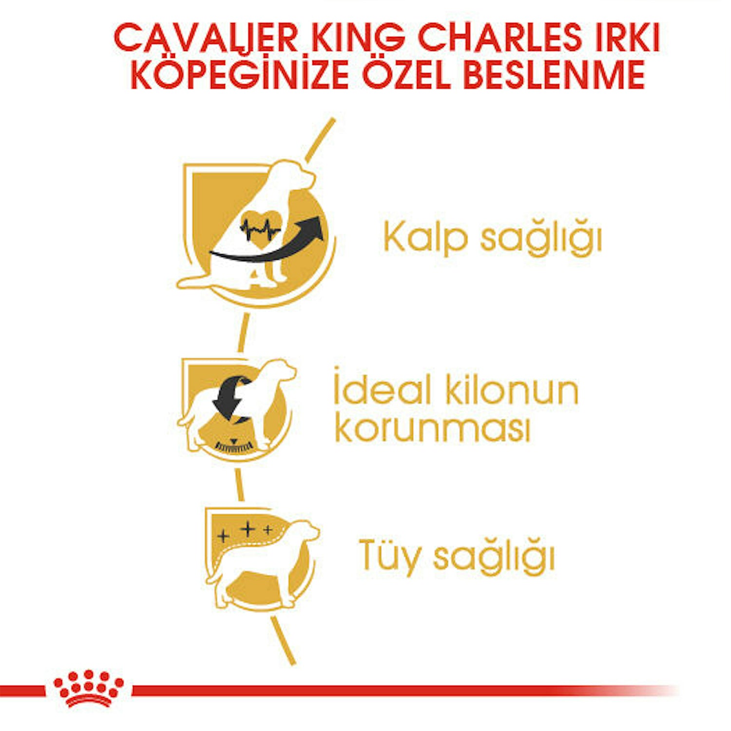 Royal Canin Cavalier King Charles Yetişkin Köpek Maması 3 Kg