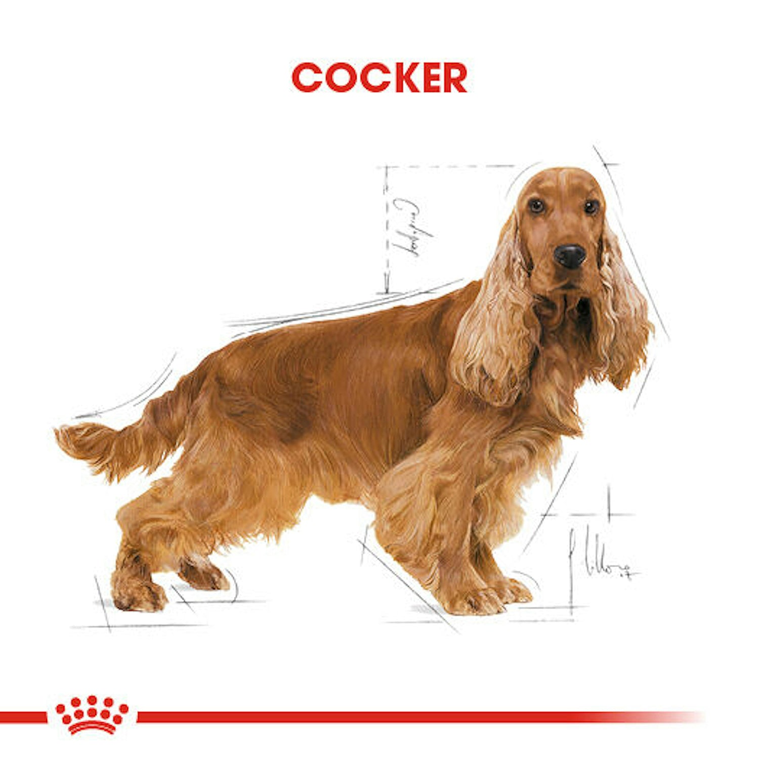 Royal Canin Cocker Yetişkin Köpek Maması 3 Kg