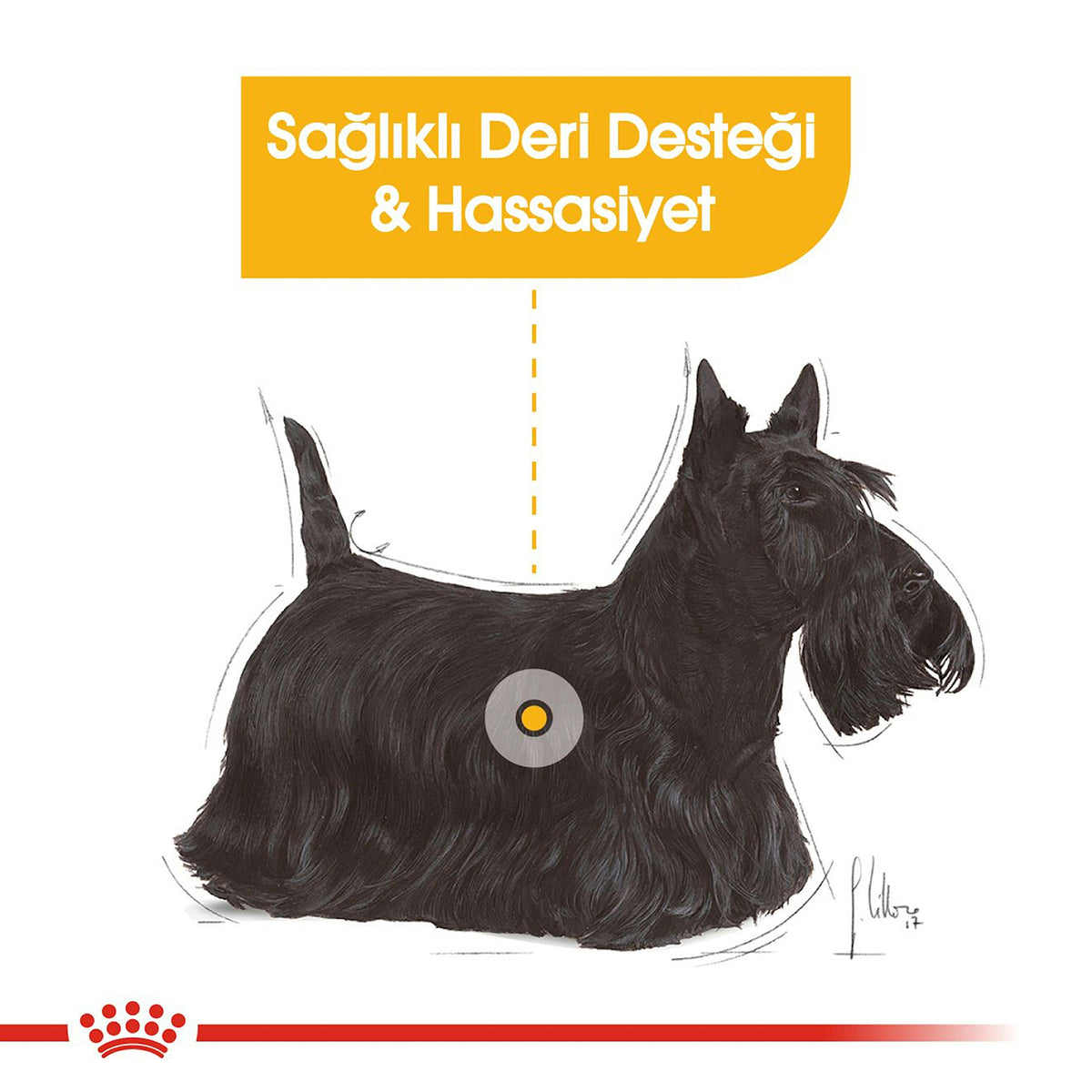 Royal Canin Dermacomfort Mini Yetişkin Köpek Maması 3 Kg