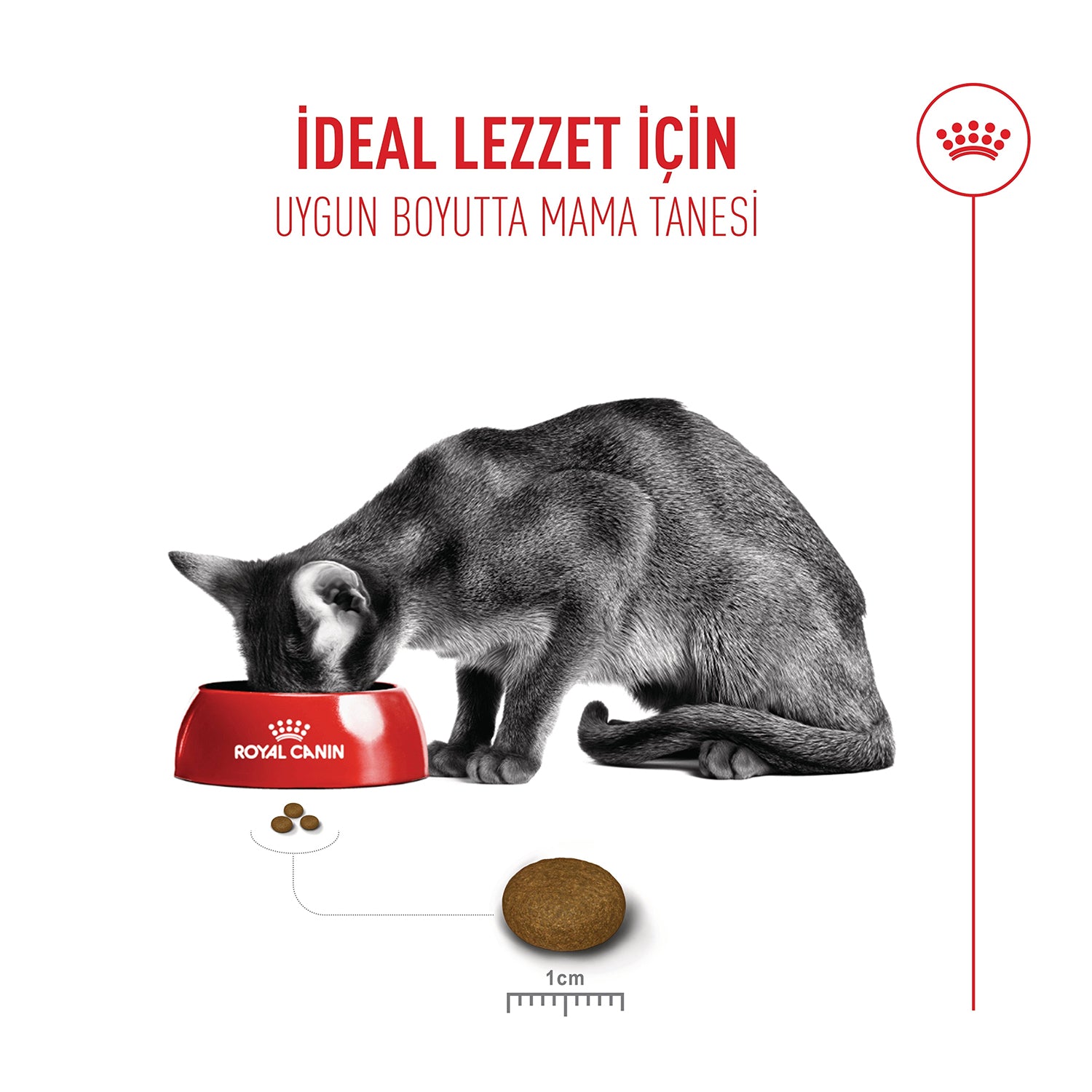 Royal Canin Fussy Exigent Seçici Kedilere Özel Yetişkin Kedi Maması 4 Kg