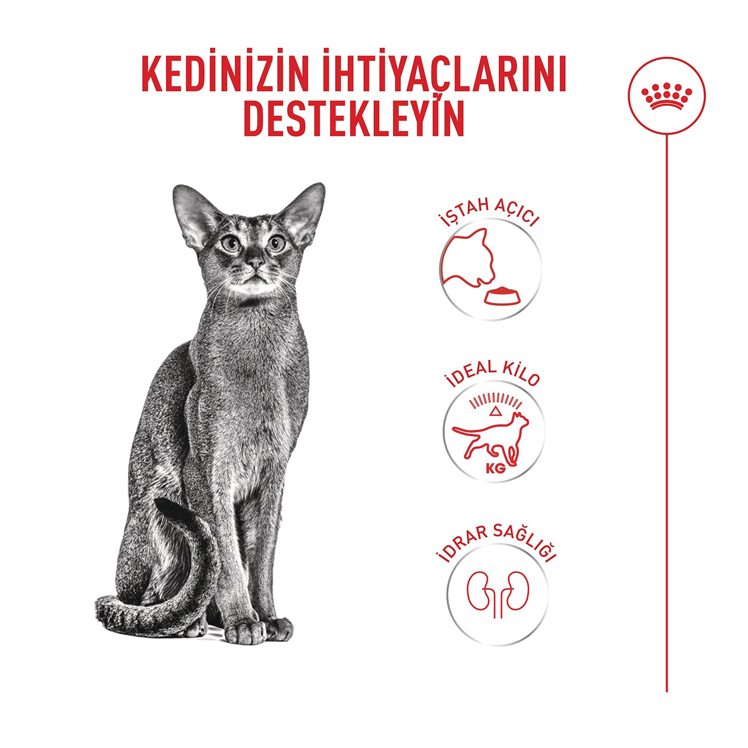 Royal Canin Fussy Exigent Seçici Kedilere Özel Yetişkin Kedi Maması 4 Kg