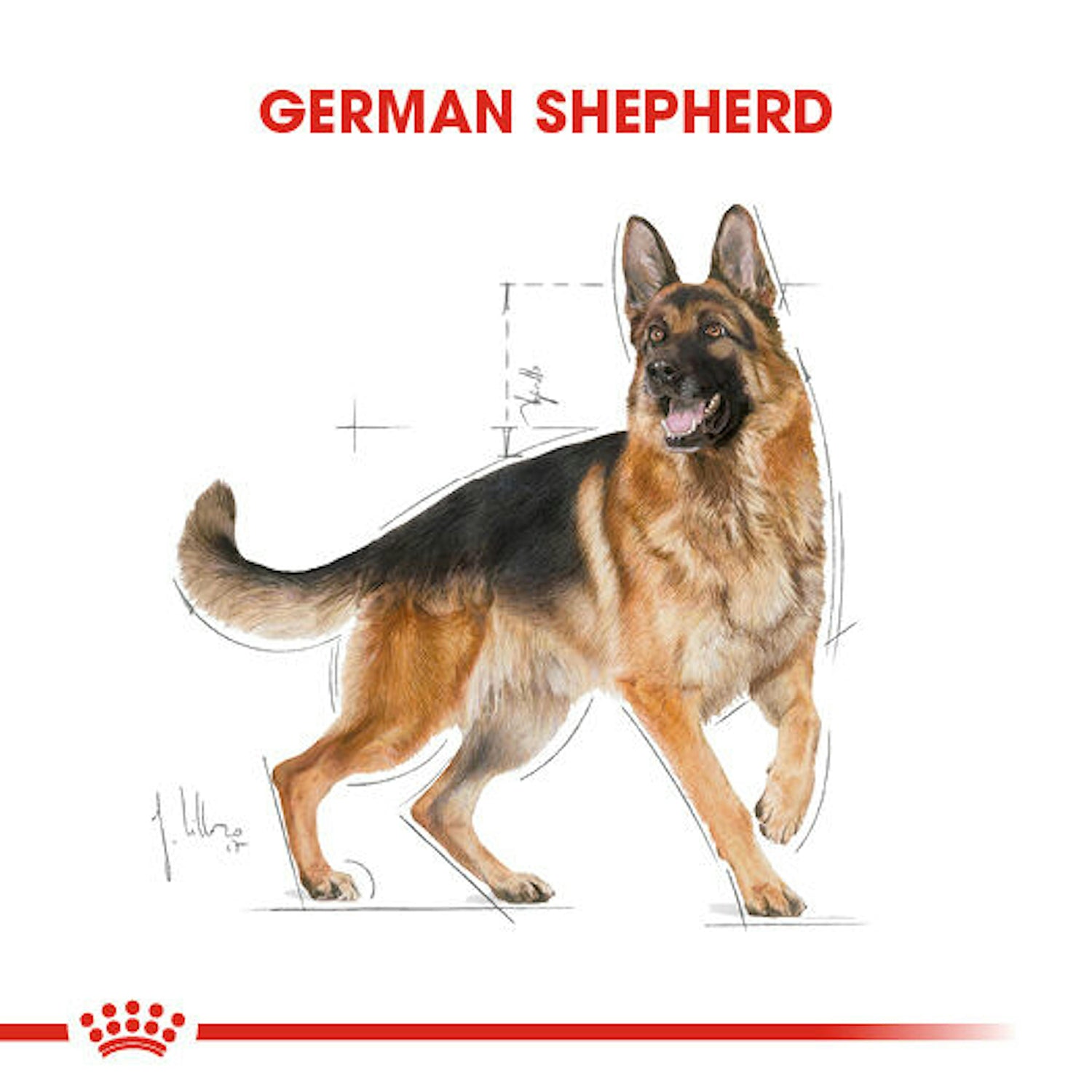 Royal Canin German Shepherd Alman Kurdu Yetişkin Köpek Maması 11 Kg