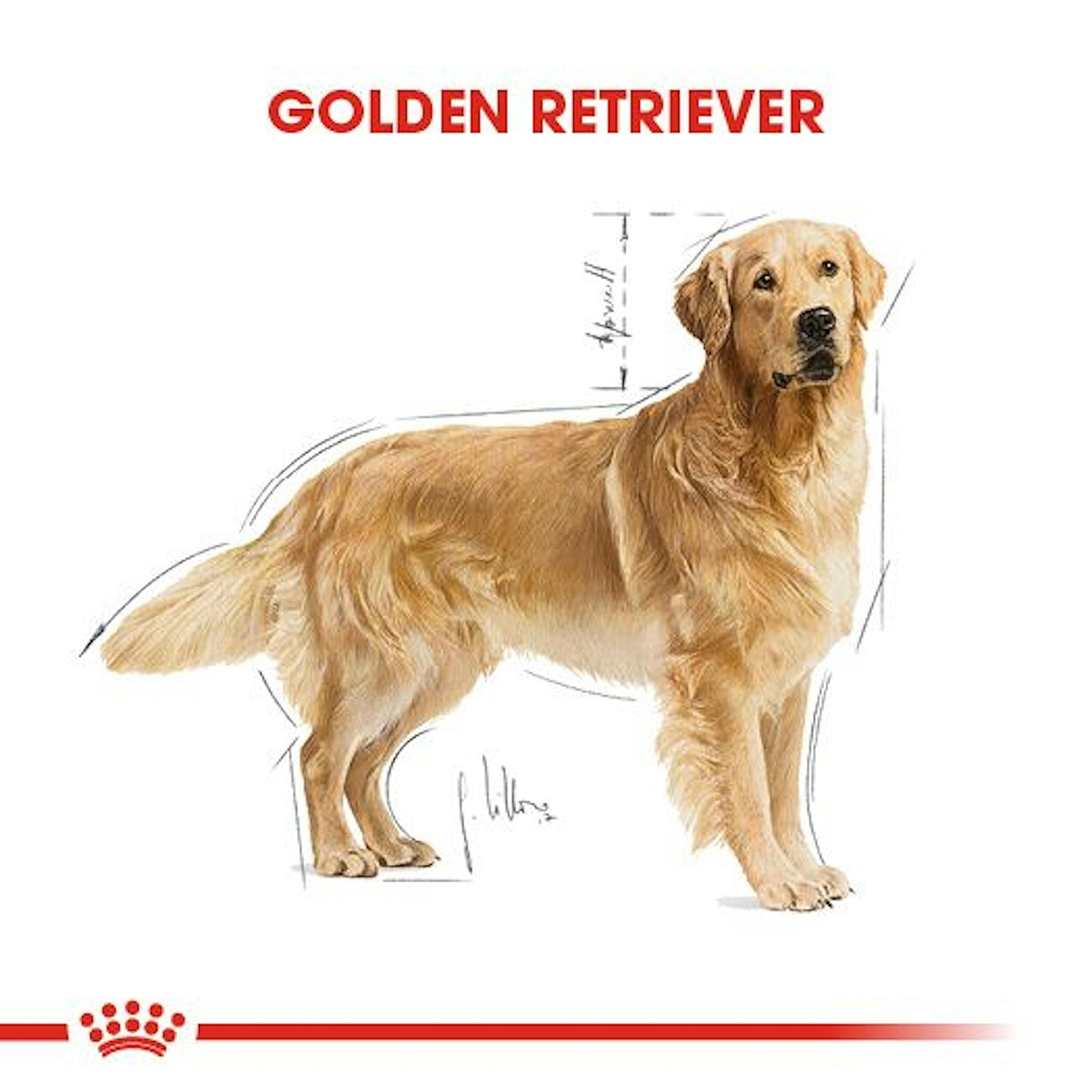 Royal Canin Golden Retriever Yetişkin Köpek Maması 12 Kg