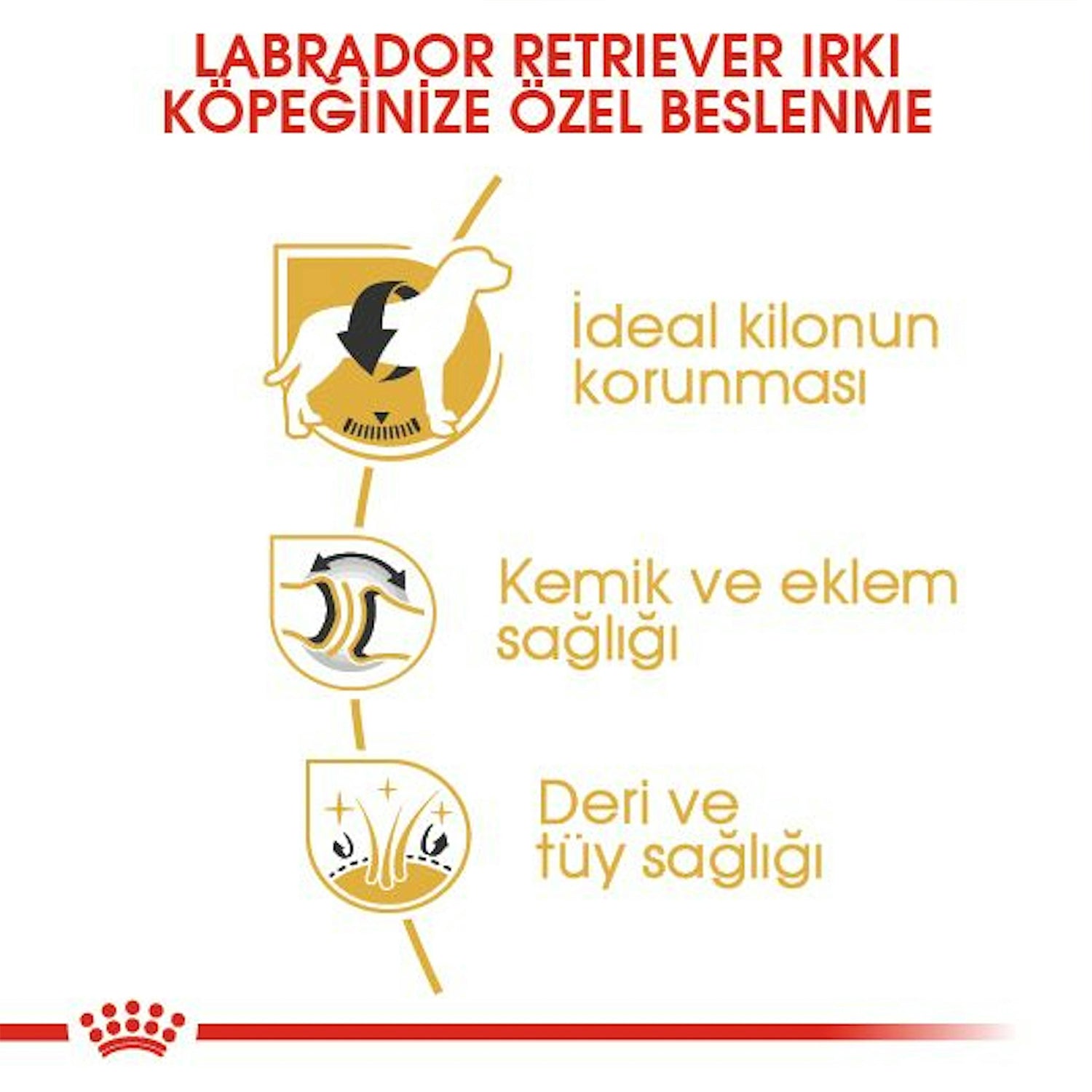 Royal Canin Labrador Retriever Yetişkin Köpek Maması 12 Kg