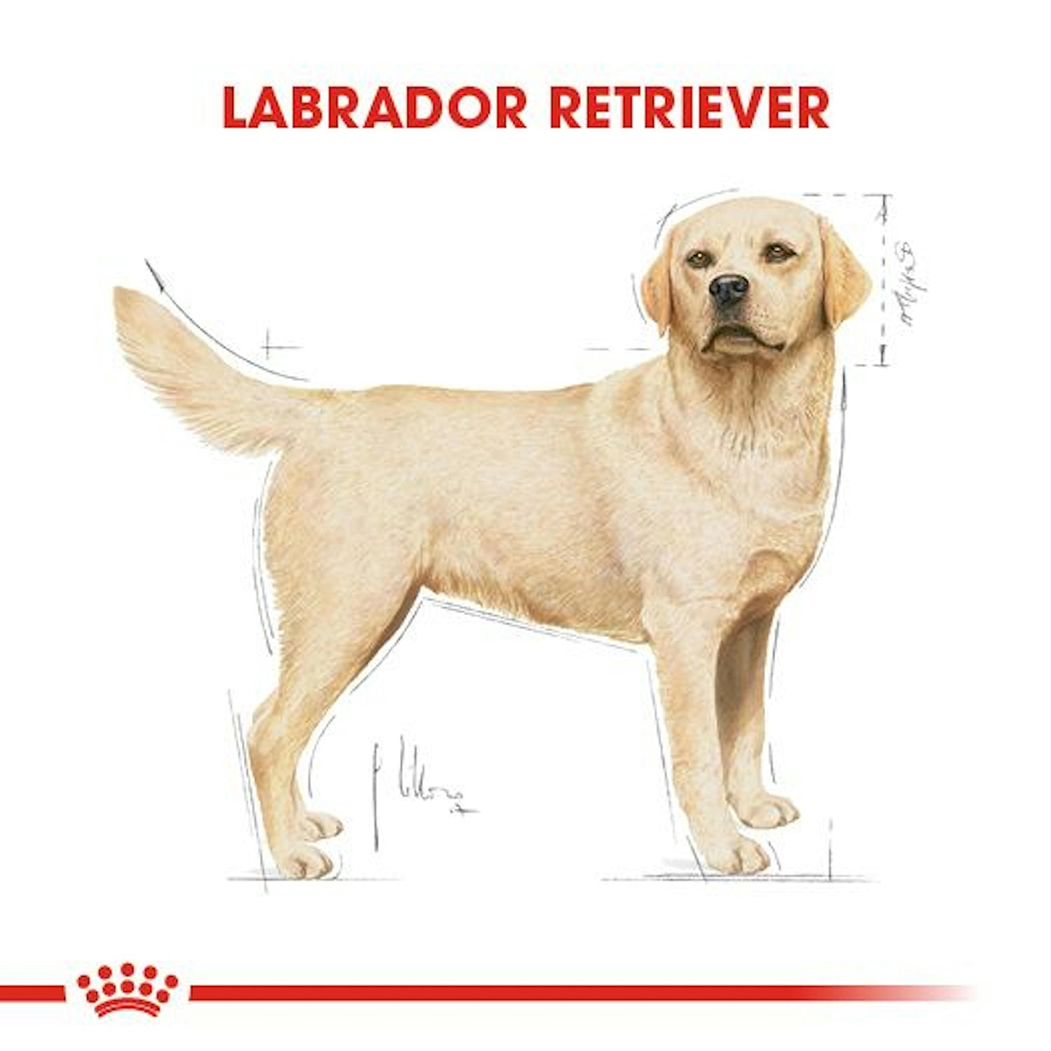 Royal Canin Labrador Retriever Yetişkin Köpek Maması 12 Kg