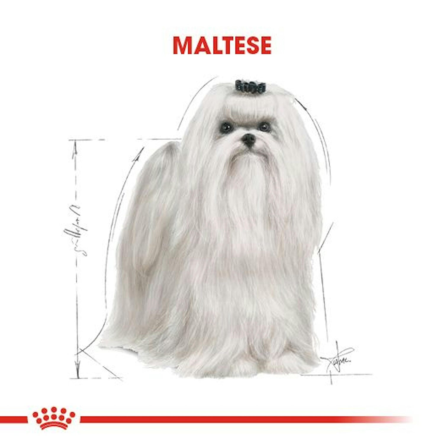 Royal Canin Maltese Yetişkin Köpek Maması 1.5 Kg