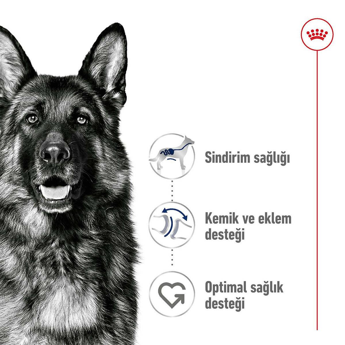 Royal Canin Maxi Büyük Irk Yetişkin Köpek Maması 15 Kg