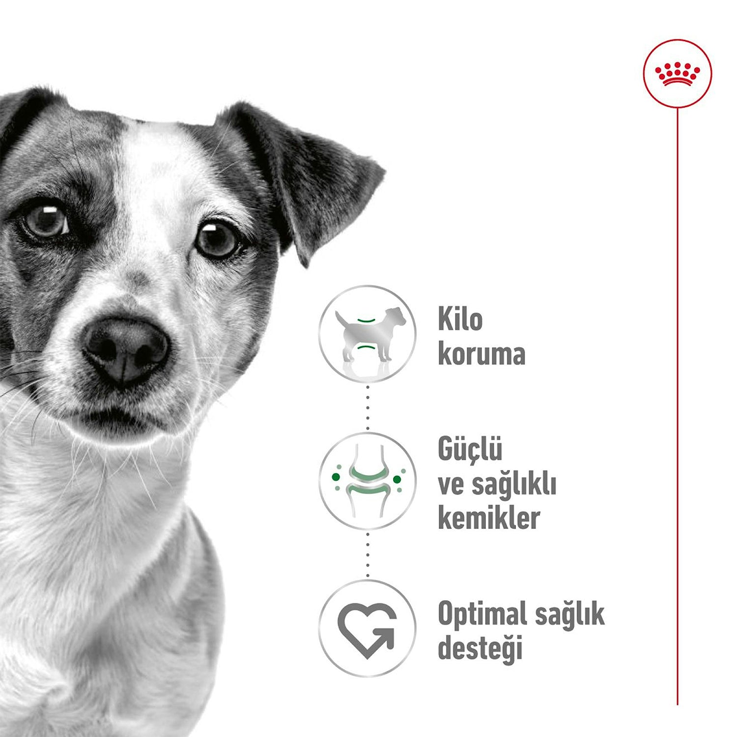 Royal Canin Mini Adult Küçük Irk Yetişkin Köpek Maması 4 Kg