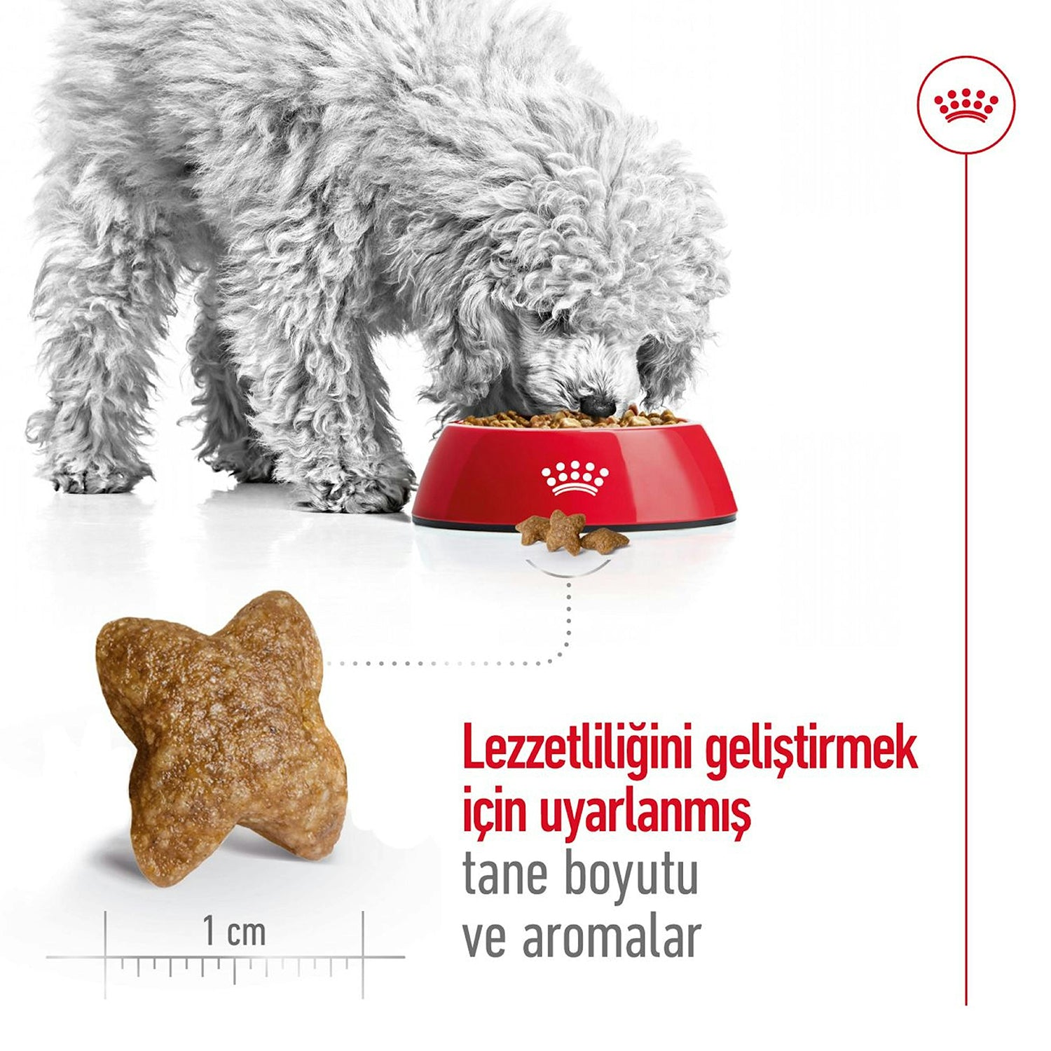 Royal Canin Mini Adult Küçük Irk Yetişkin Köpek Maması 4 Kg