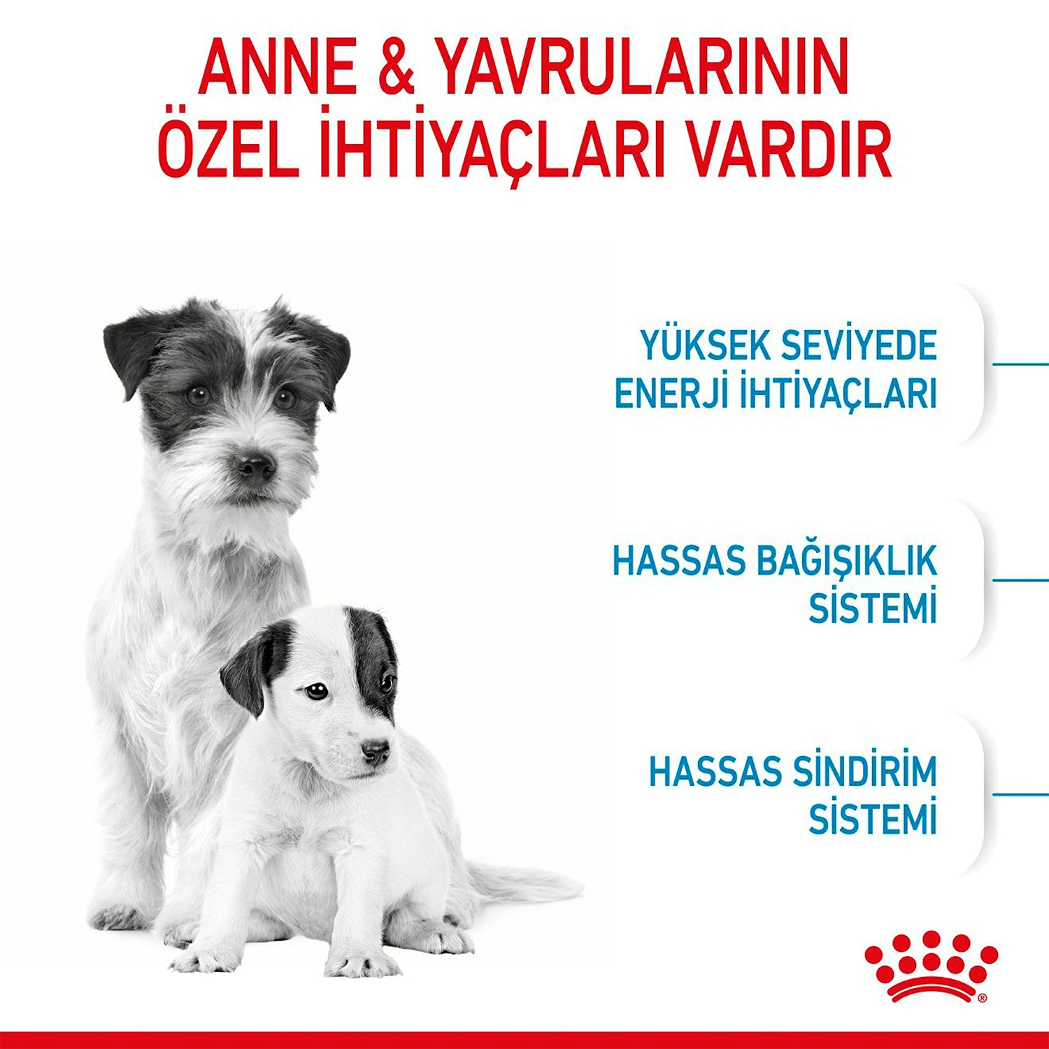 Royal Canin Mini Starter Küçük Irk Yavru Köpek Maması 4 Kg