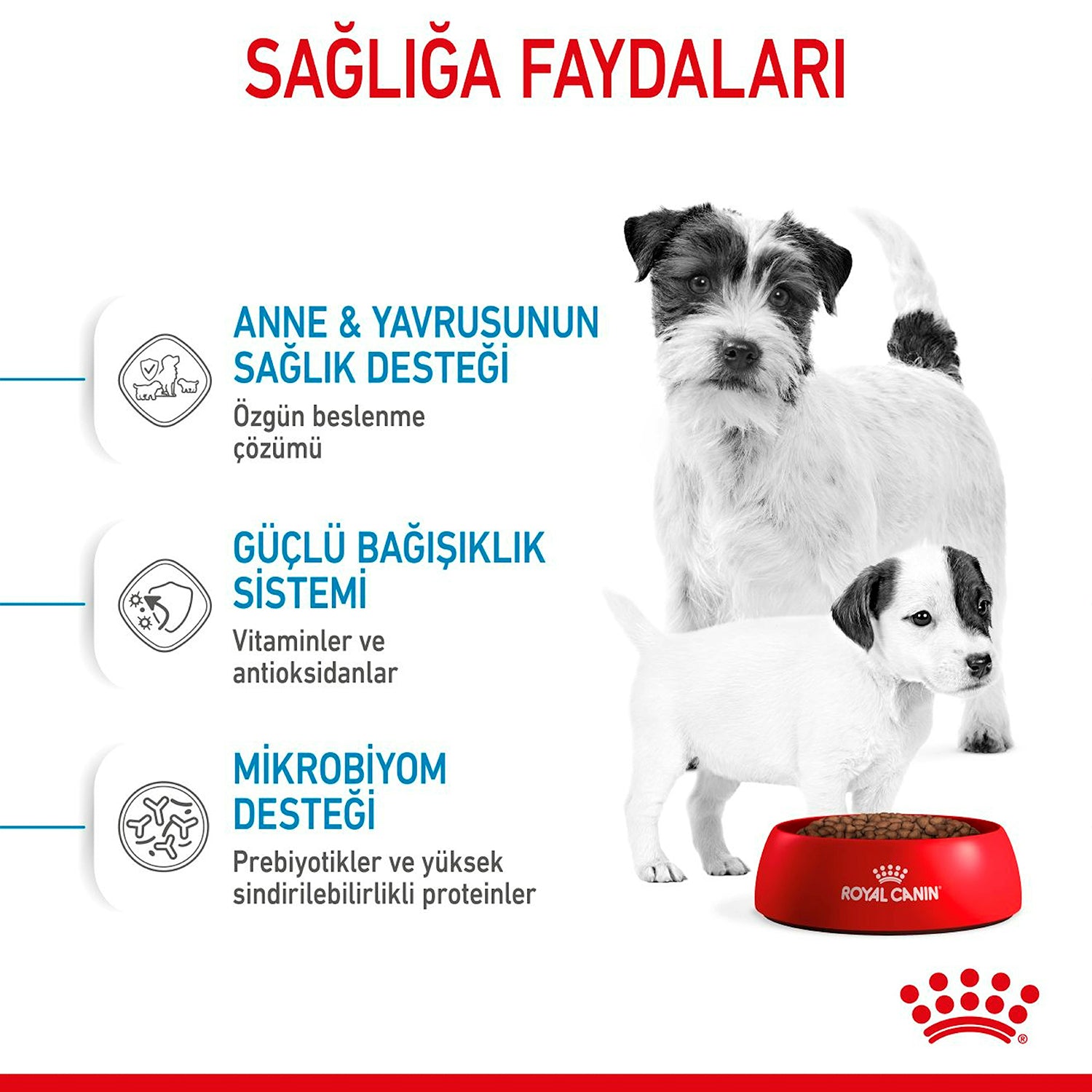 Royal Canin Mini Starter Küçük Irk Yavru Köpek Maması 4 Kg
