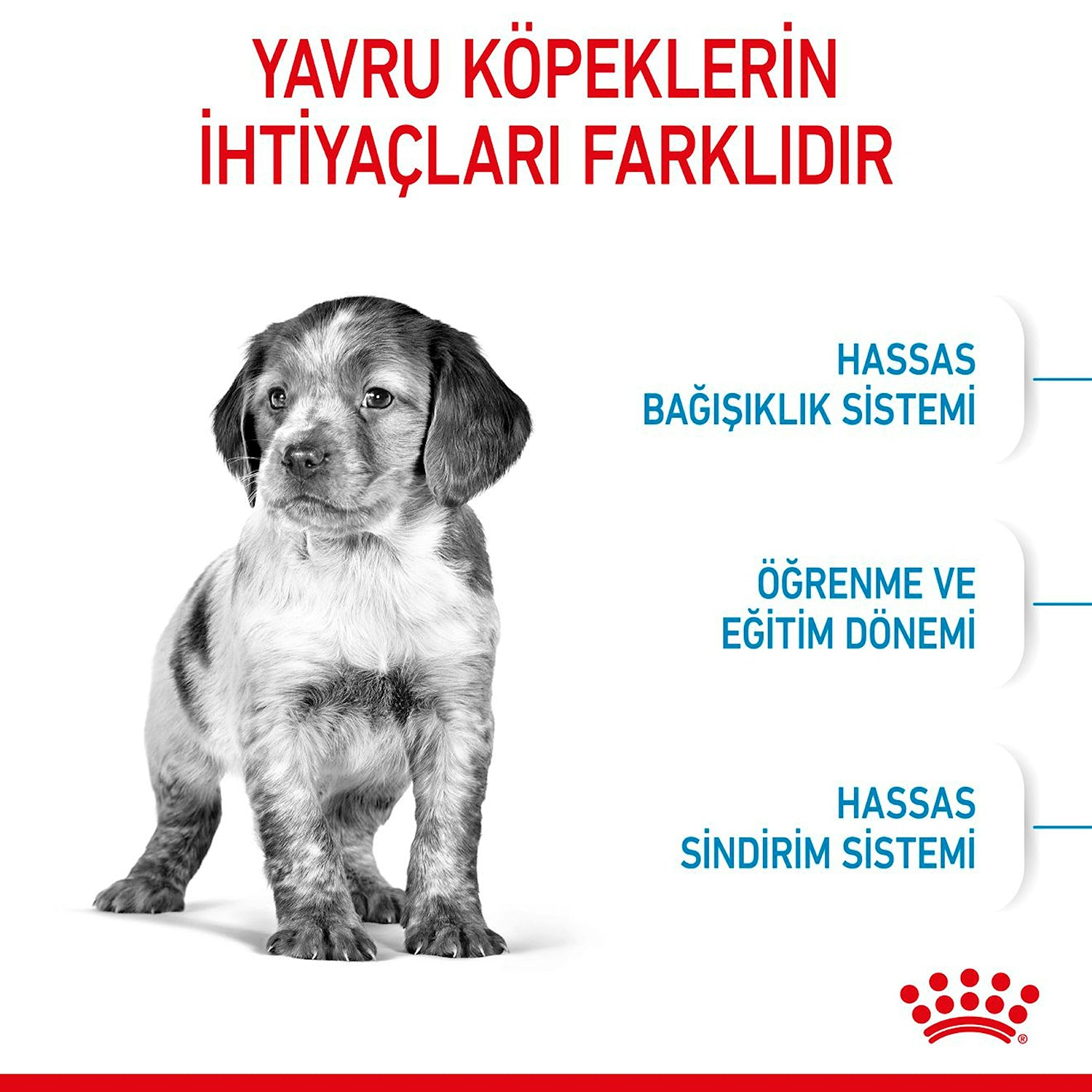 Royal Canin Orta Irk Puppy Yavru Köpek Kuru Maması 15 Kg