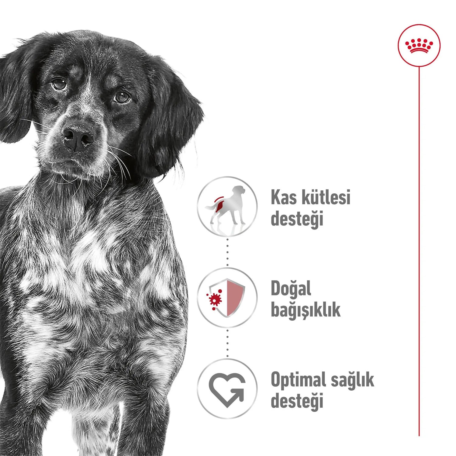 Royal Canin Orta Irk Yetişkin Kuru Köpek Maması 15 Kg