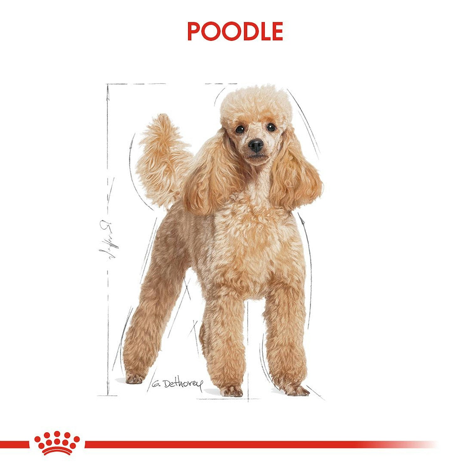 Royal Canin Poodle Yetişkin Köpek Maması 3 Kg