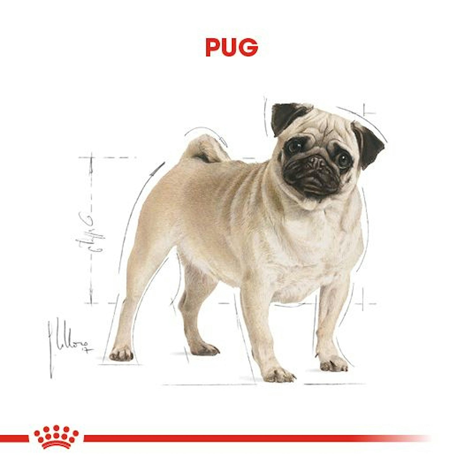 Royal Canin Pug Yetişkin Köpek Maması 1.5 Kg