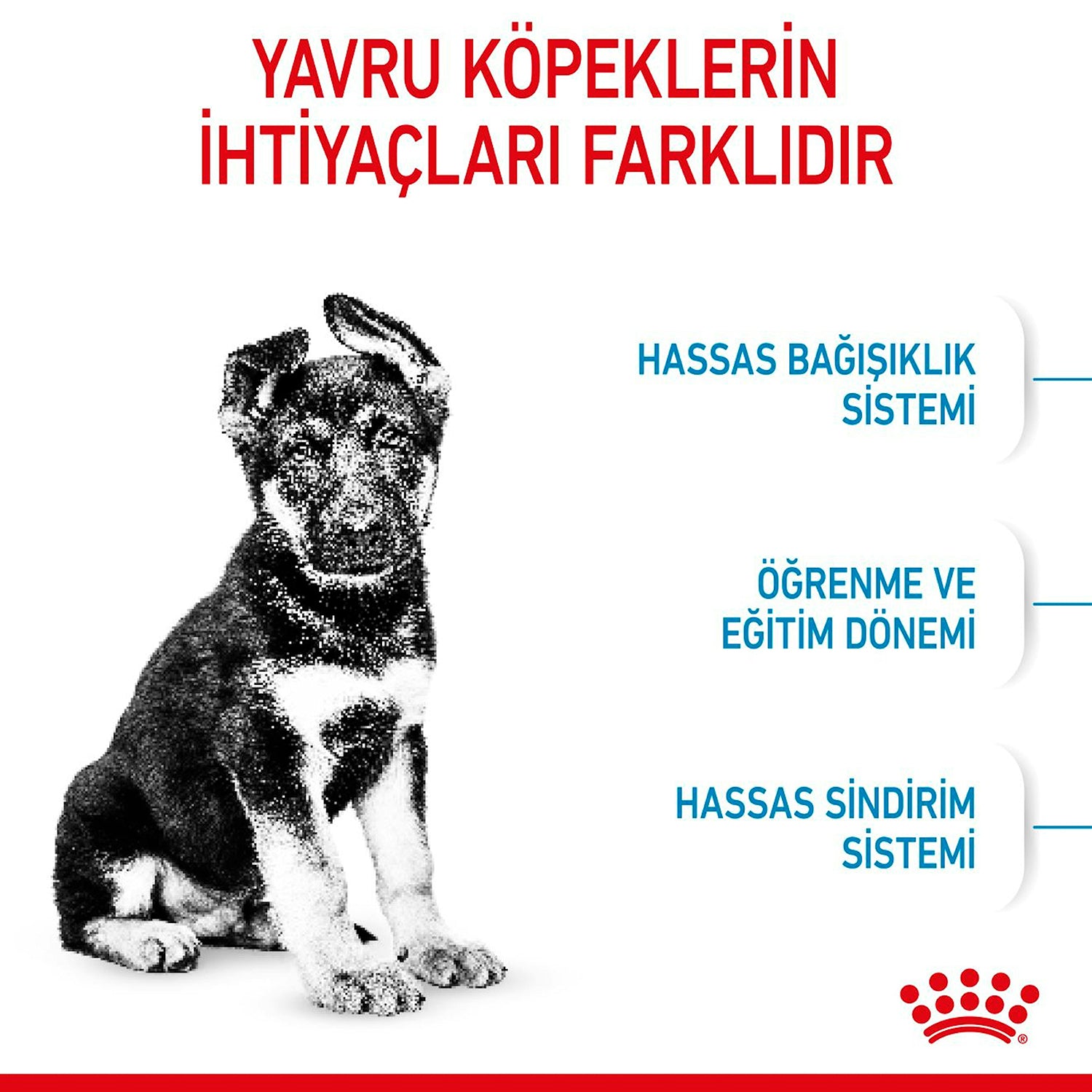 Royal Canin Puppy Maxi Büyük Irk Yavru Köpek Maması 15 Kg