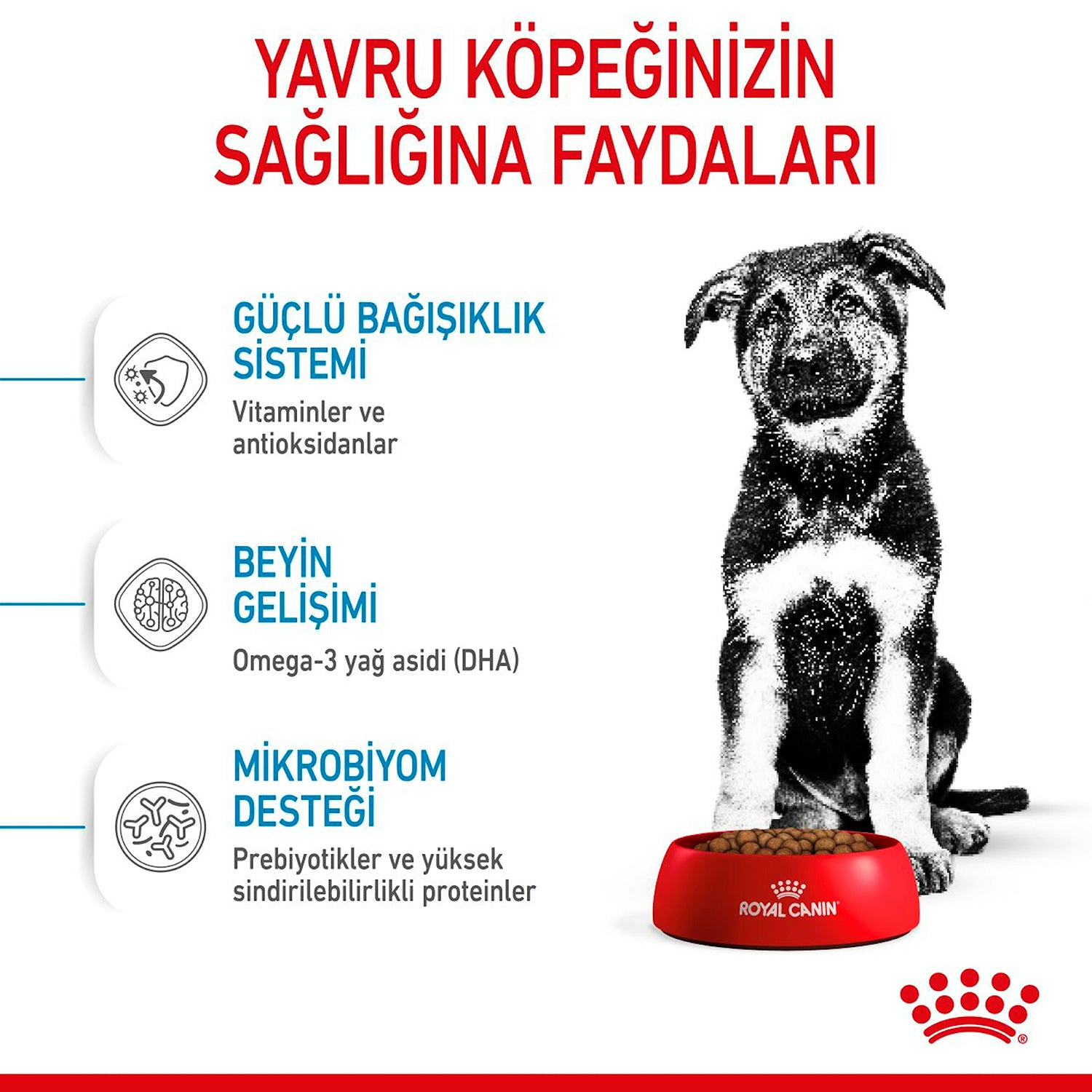 Royal Canin Puppy Maxi Büyük Irk Yavru Köpek Maması 15 Kg