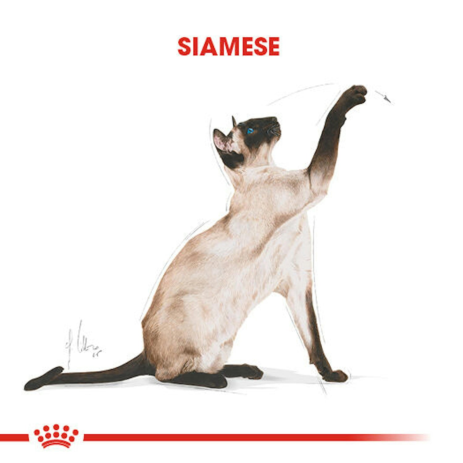 Royal Canin Siamese Yetişkin Siyam Kedisi Maması 2 Kg