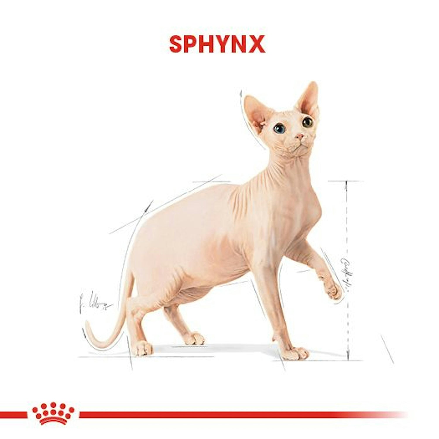 Royal Canin Sphynx Yetişkin Kedi Maması 2 Kg